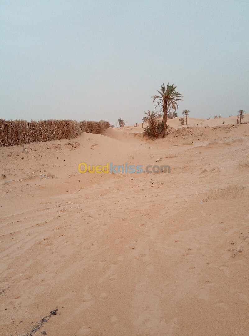 Vente Terrain Ouargla Ngoussa