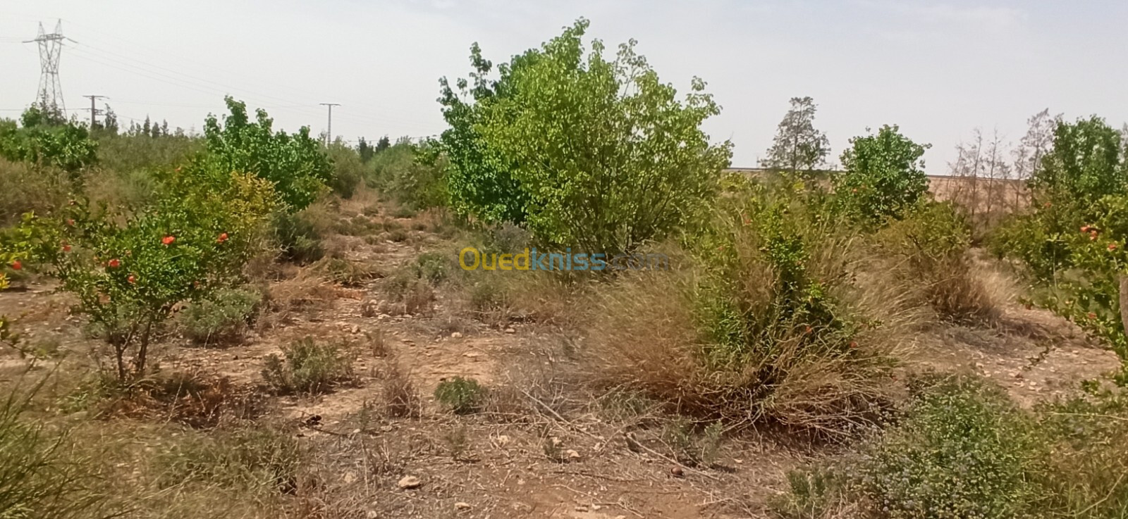 Vente Terrain Agricole Djelfa Ain oussara