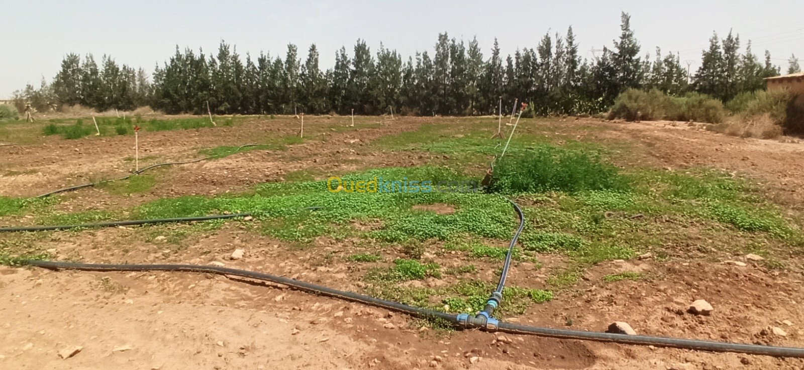 Vente Terrain Agricole Djelfa Ain oussara