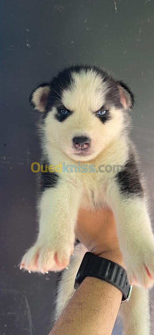 bébé husky siberien 