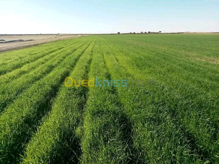 Vente Terrain Agricole Biskra El outaya