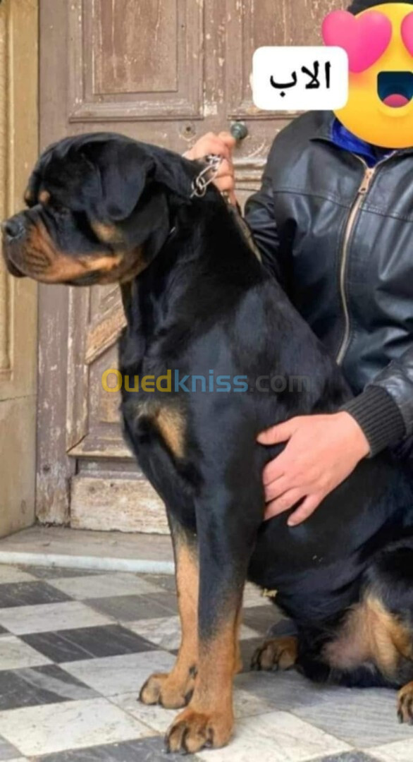 Mal Rottweiler sarbi 