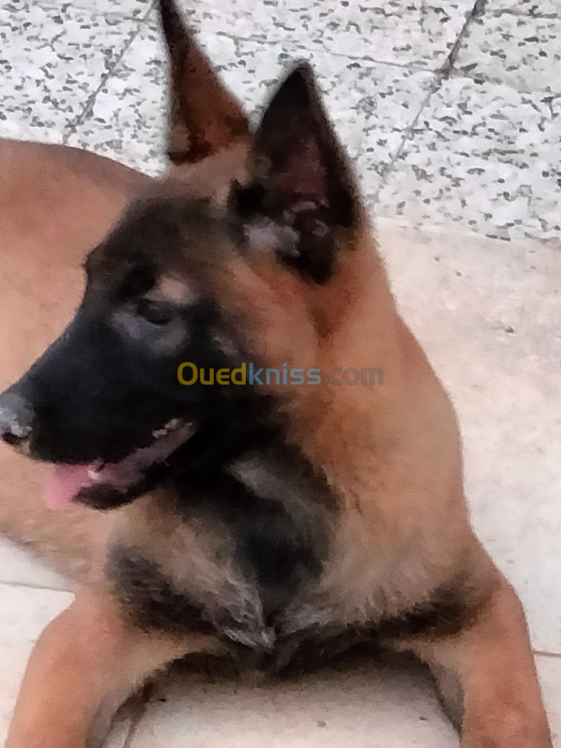 Des chiots malinois 