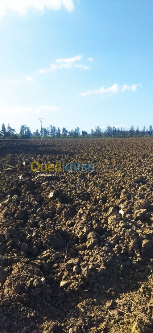 Vente Terrain Agricole Tipaza Tipaza