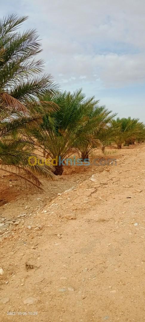 Vente Terrain Agricole Biskra Ouled djellal