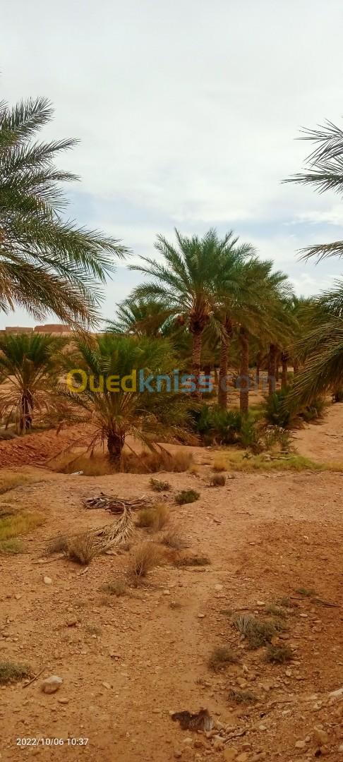 Vente Terrain Agricole Biskra Ouled djellal