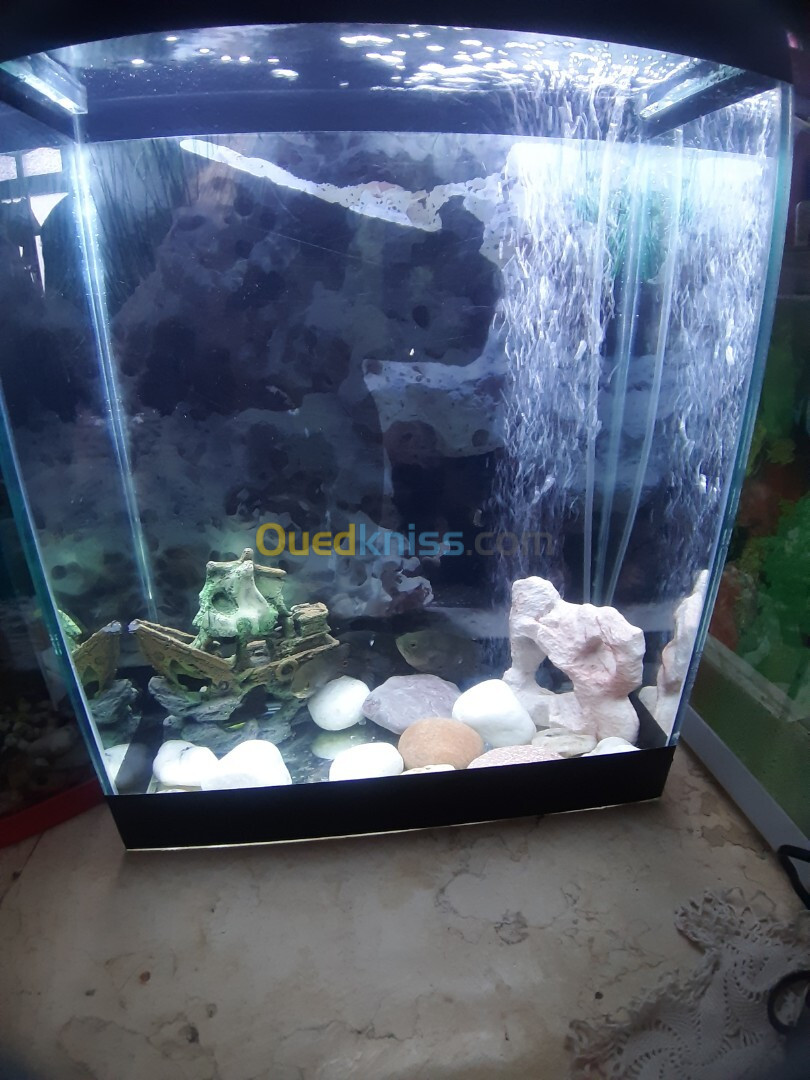 Aquarium 40 litres avec Poissons et accessoires complet 