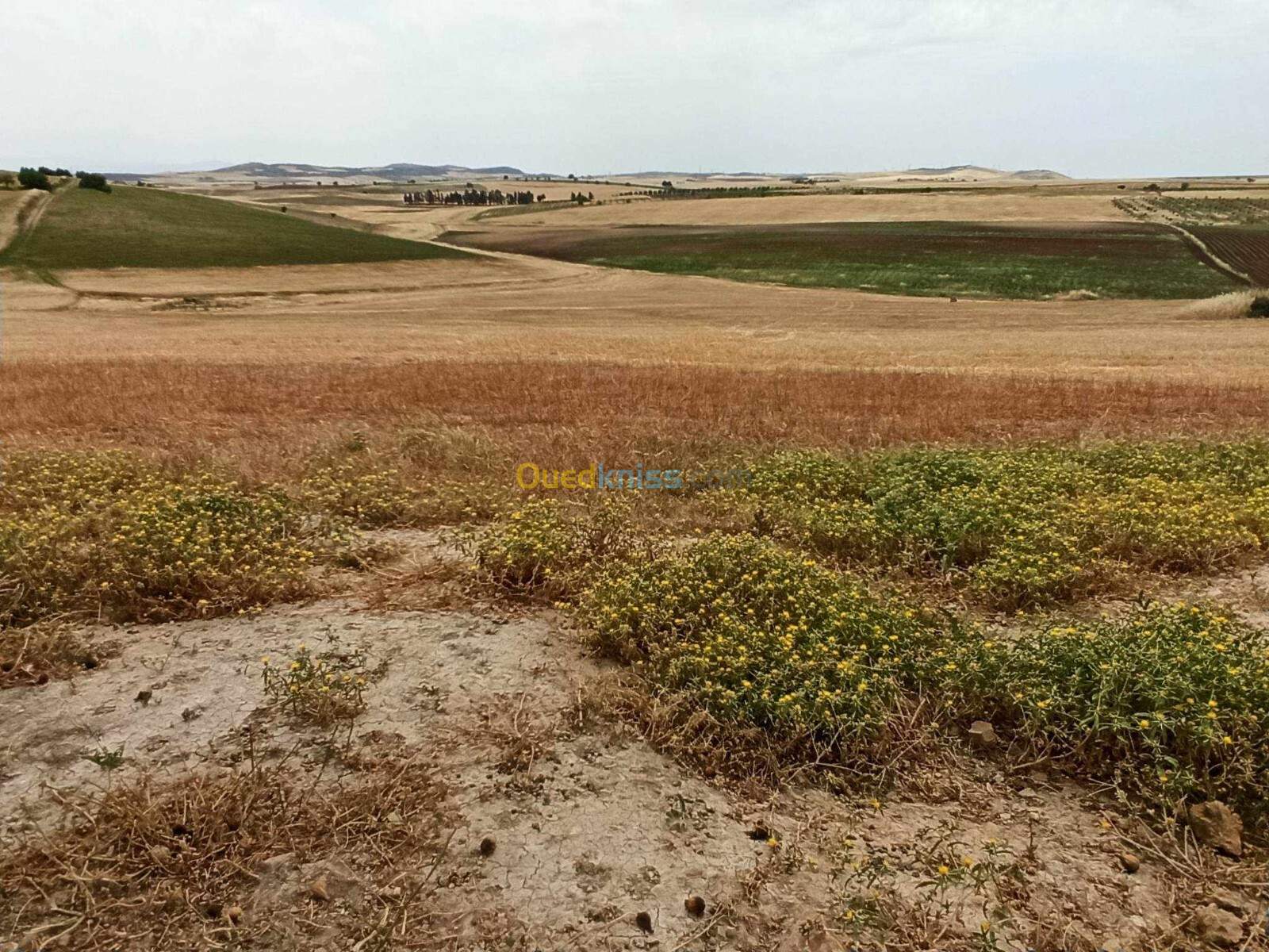 Vente Terrain Agricole Sidi Bel Abbès Ain kada