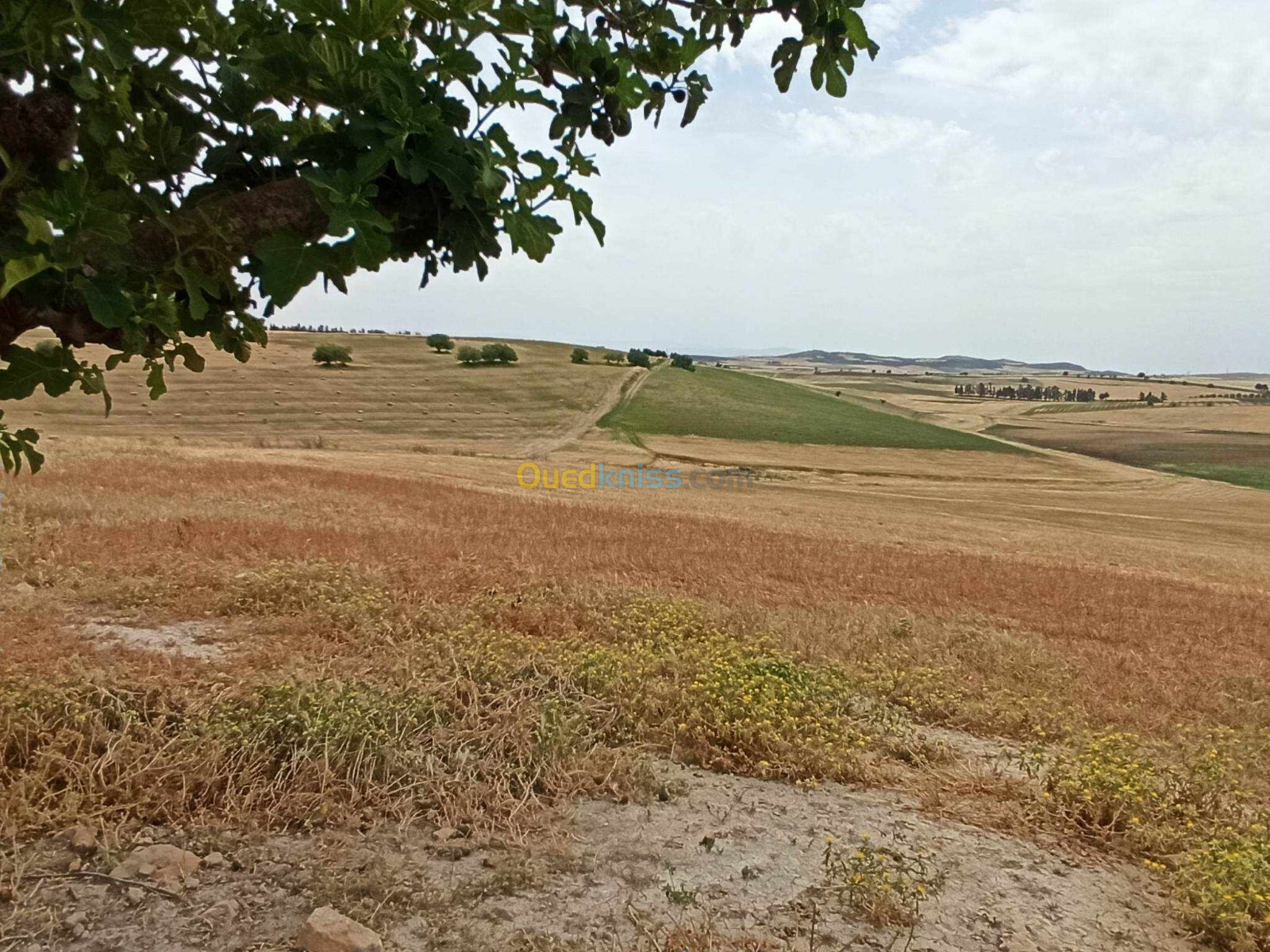 Vente Terrain Agricole Sidi Bel Abbès Ain kada