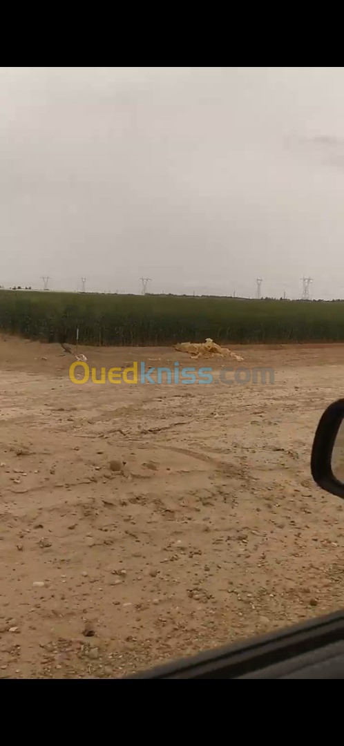 Vente Terrain Agricole Biskra Zeribet el oued