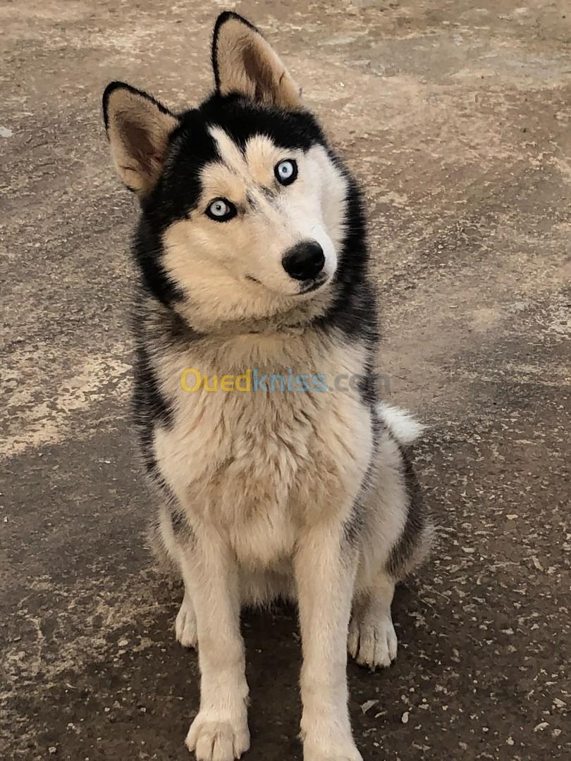 Husky Siberien