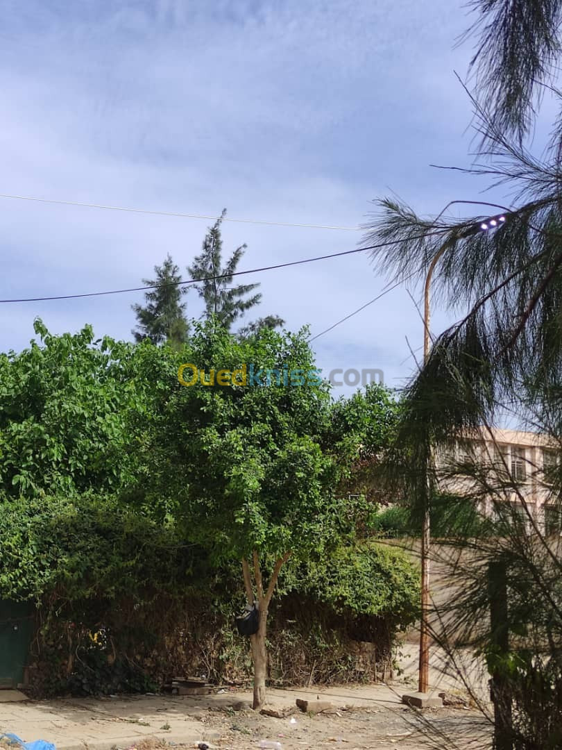 Vente Appartement F3 Chlef El karimia