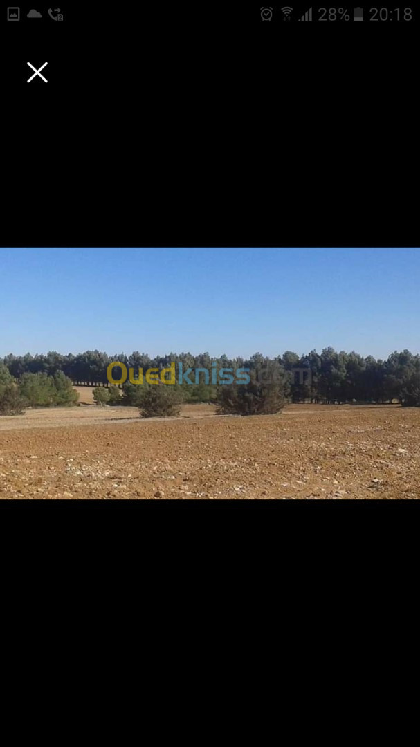 Vente Terrain Agricole Djelfa Dar chioukh