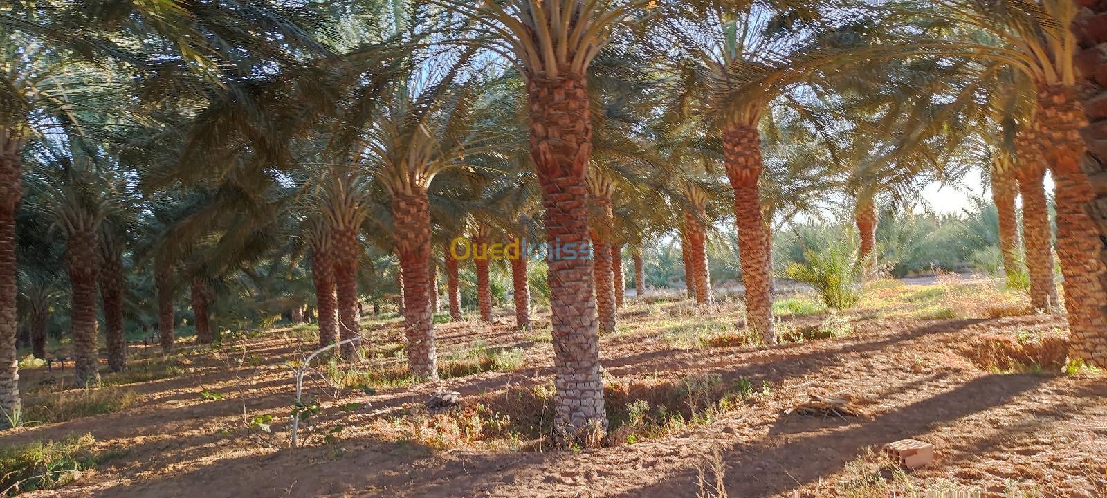 Vente Terrain Agricole Biskra Tolga