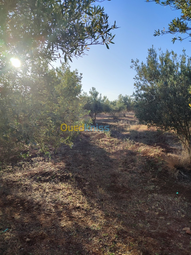 Vente Terrain Agricole Sidi bel abbes Boukhanafis