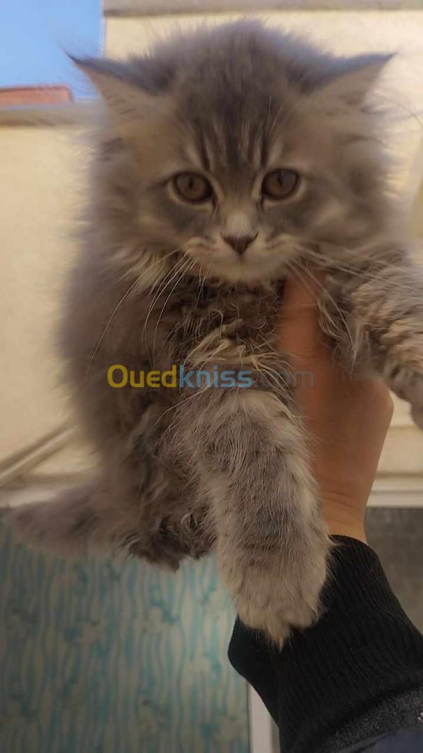 vente persan chinchilla(male et femelle)