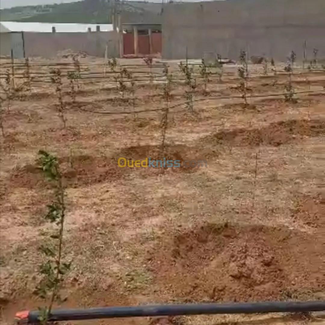 Vente Terrain Agricole Tiaret Tiaret