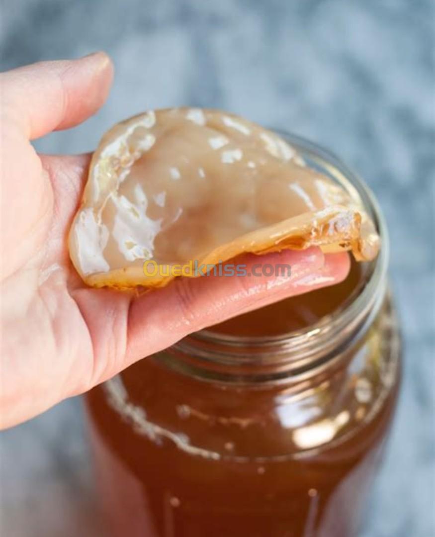 5 pièces de Scoby kombucha 