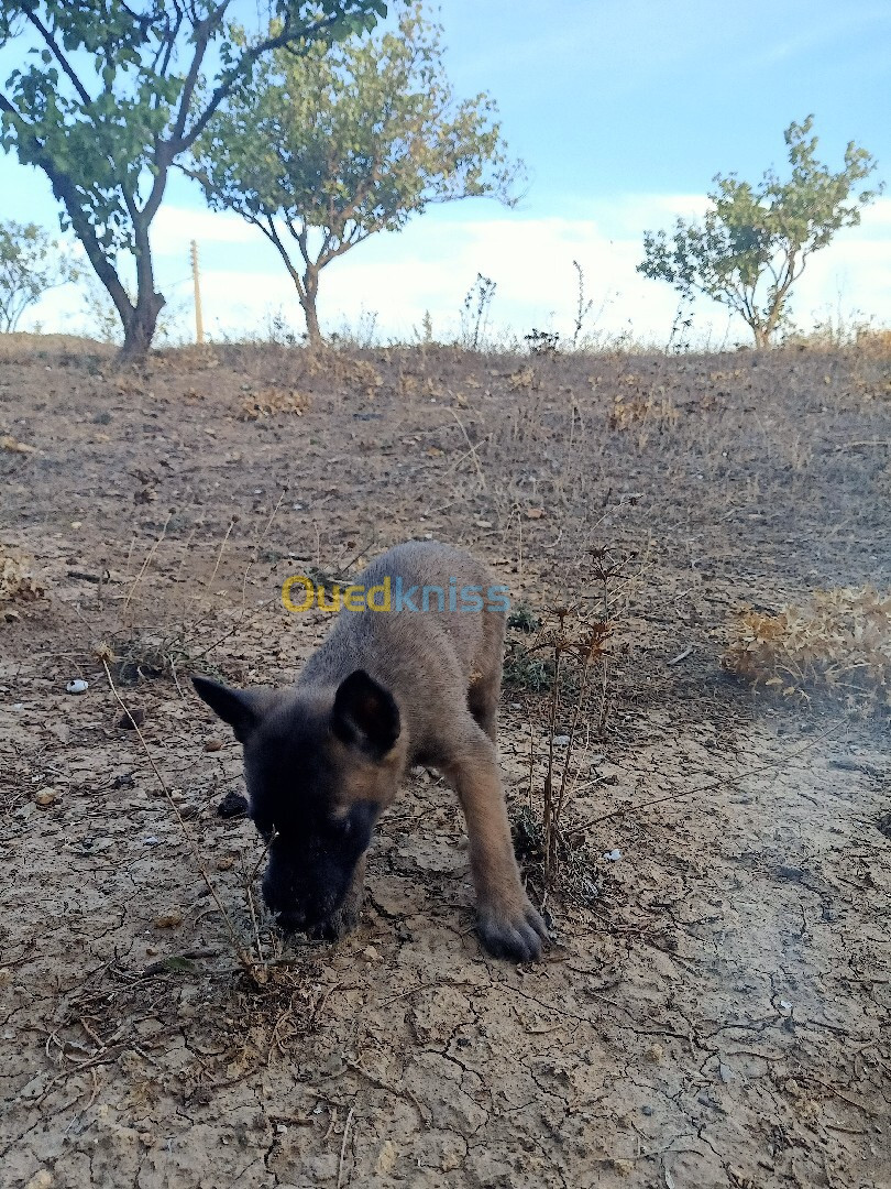 Malinois classique 