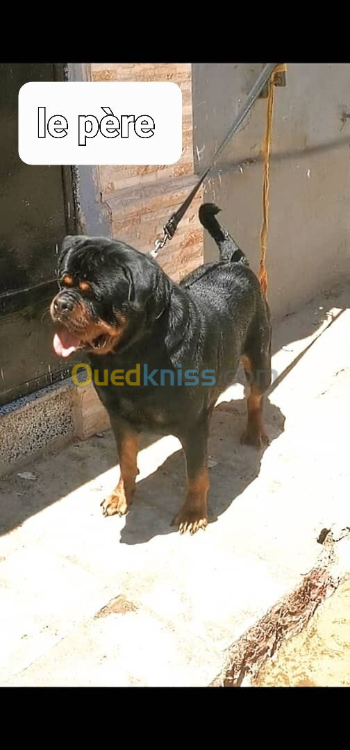 Les chiot rottweiler age 3 moi 