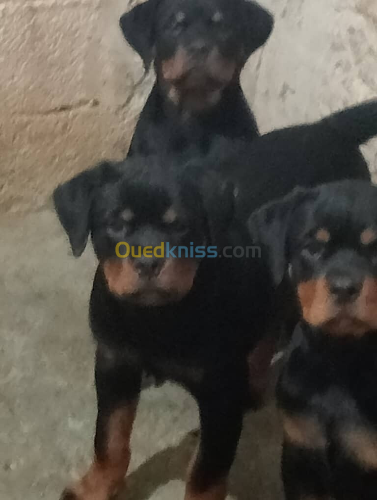 Les chiot rottweiler age 3 moi 