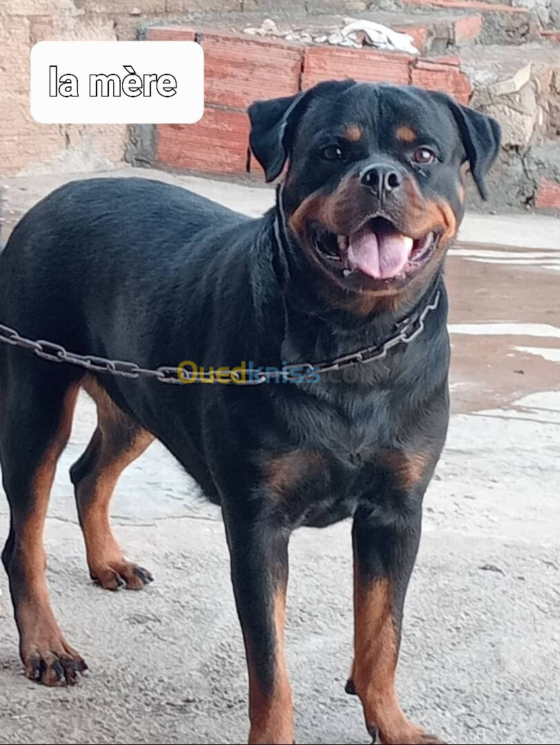 Les chiot rottweiler age 30 jours 