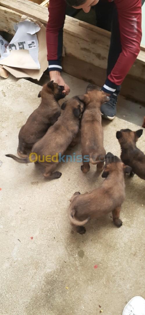 Malinois 2 femelle et 1 mal 