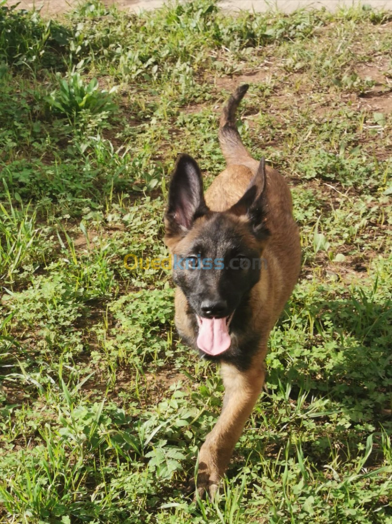 Des Chiots Malinois Masque Noire