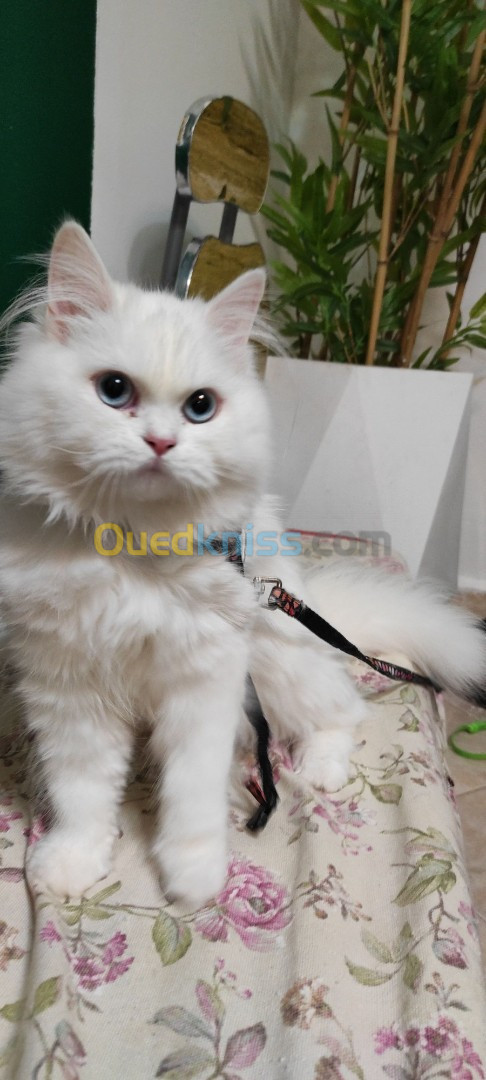 Chat ragdoll hymalayen 