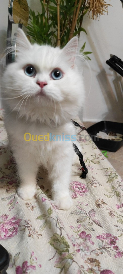 Chat ragdoll hymalayen 