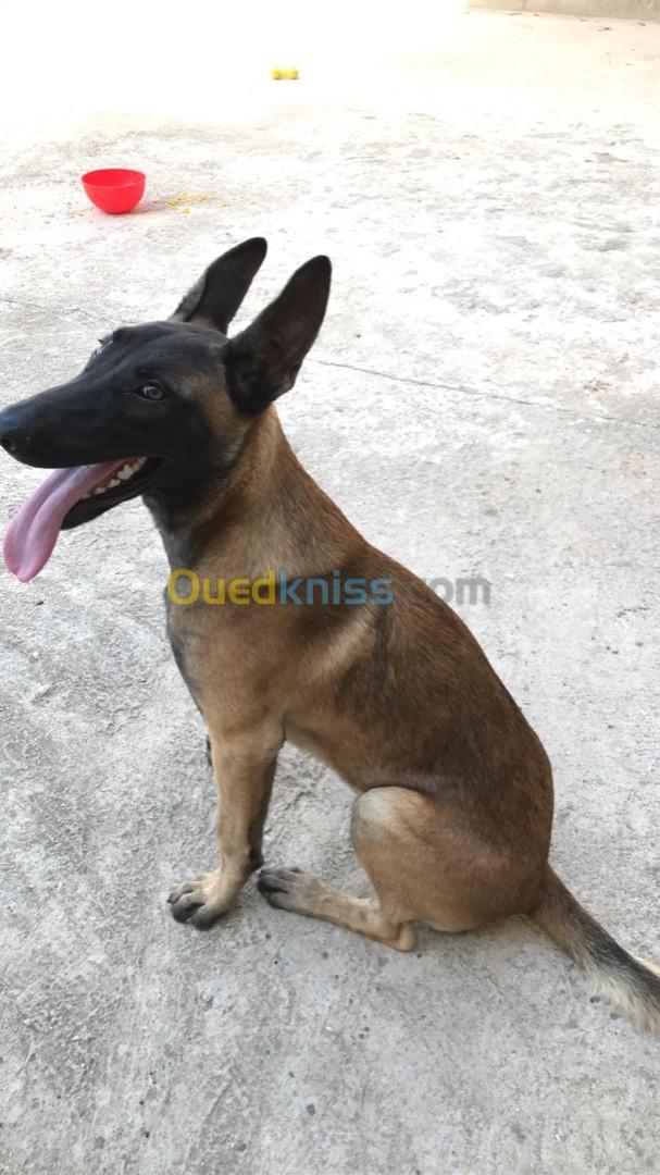 Malinois 6 mois mdrisi b carnet ta3o