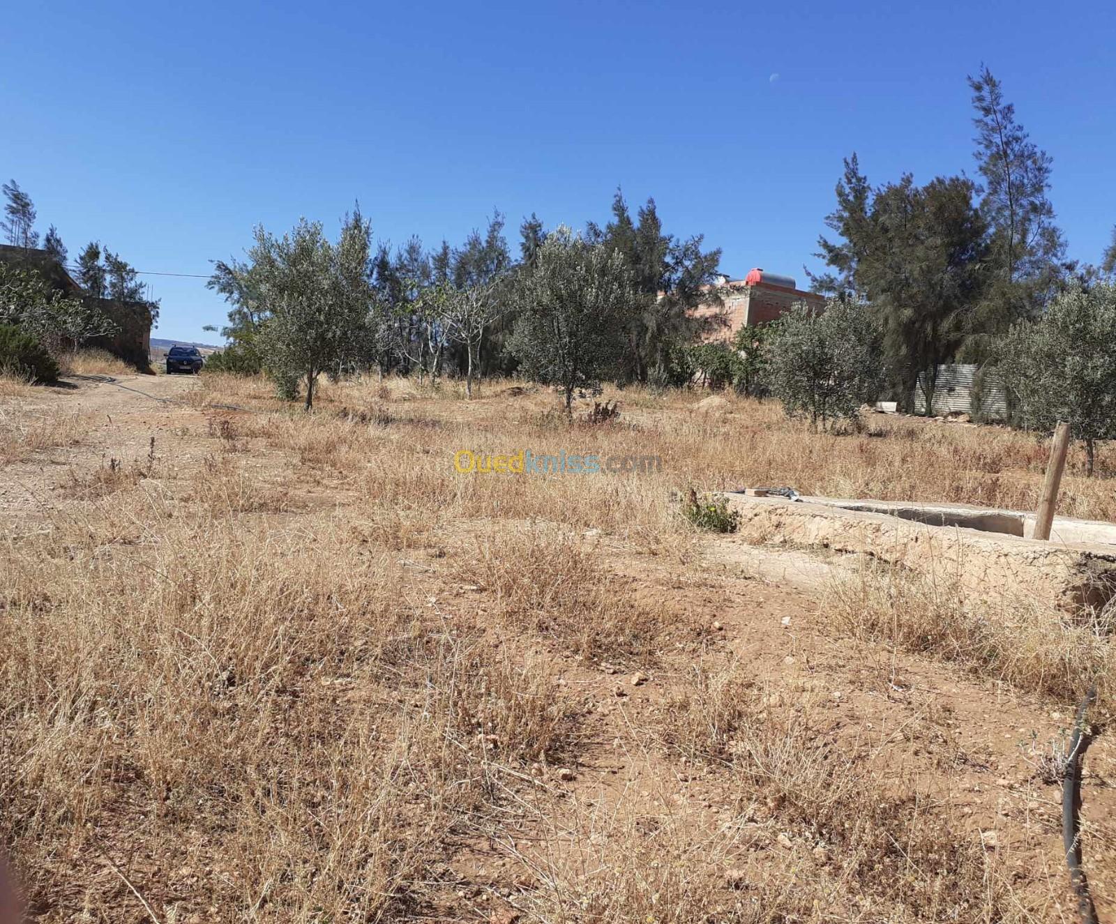 Vente Terrain Relizane Ain rahma