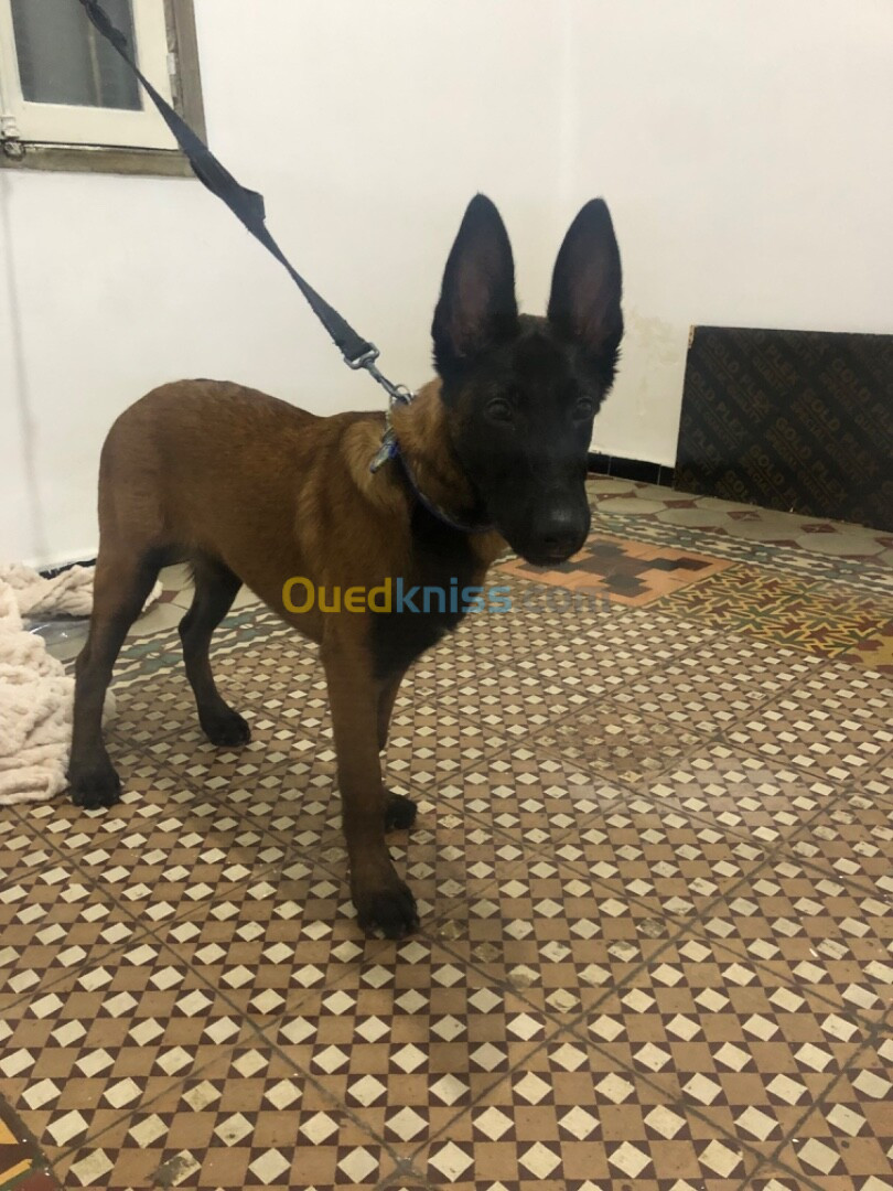 Malinois pure Berger berge 