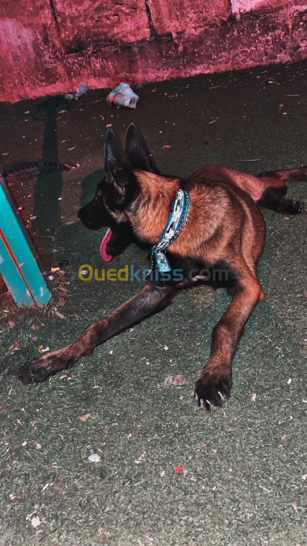 Malinois pure Berger berge 