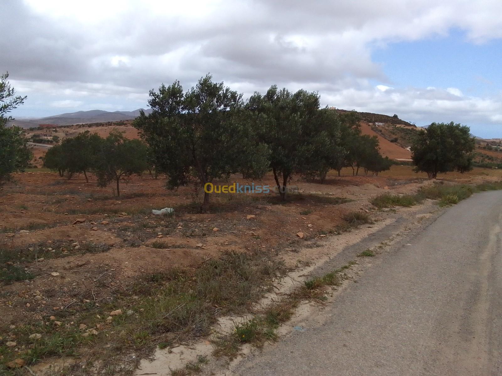 Vente Terrain Tlemcen Bab el assa