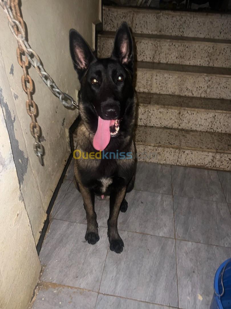 malinois charbonie geinte