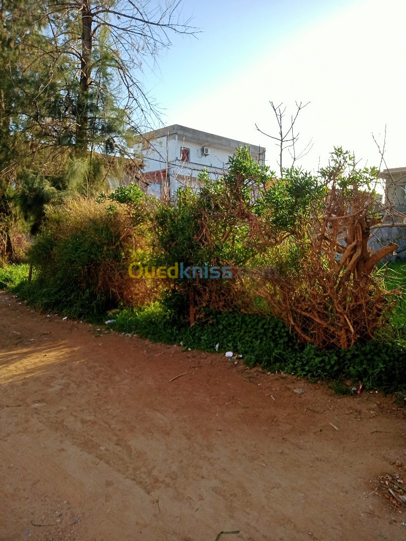 Vente Terrain Skikda Azzaba