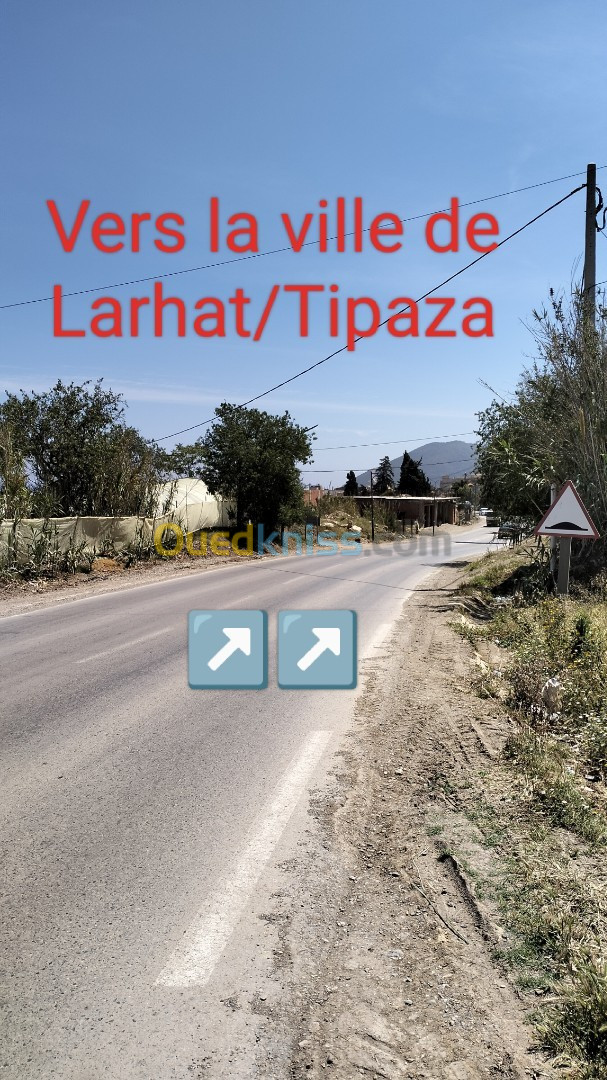 Location Local Tipaza Larhat