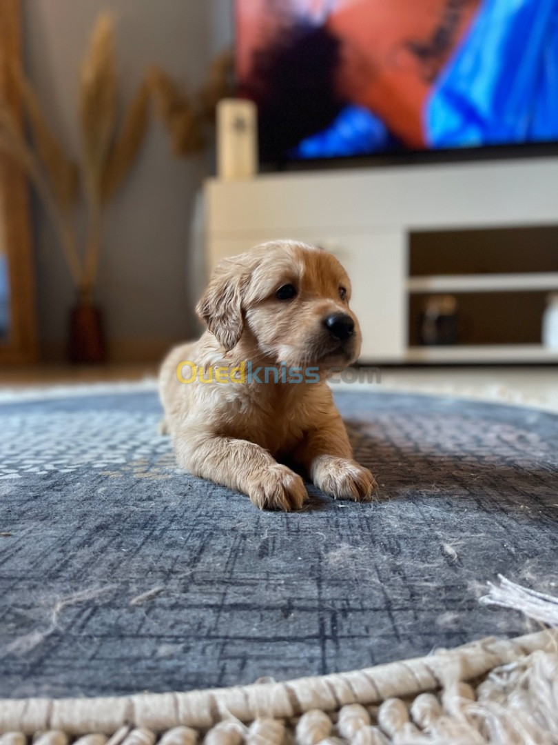 Chiots Golden retriever Original 