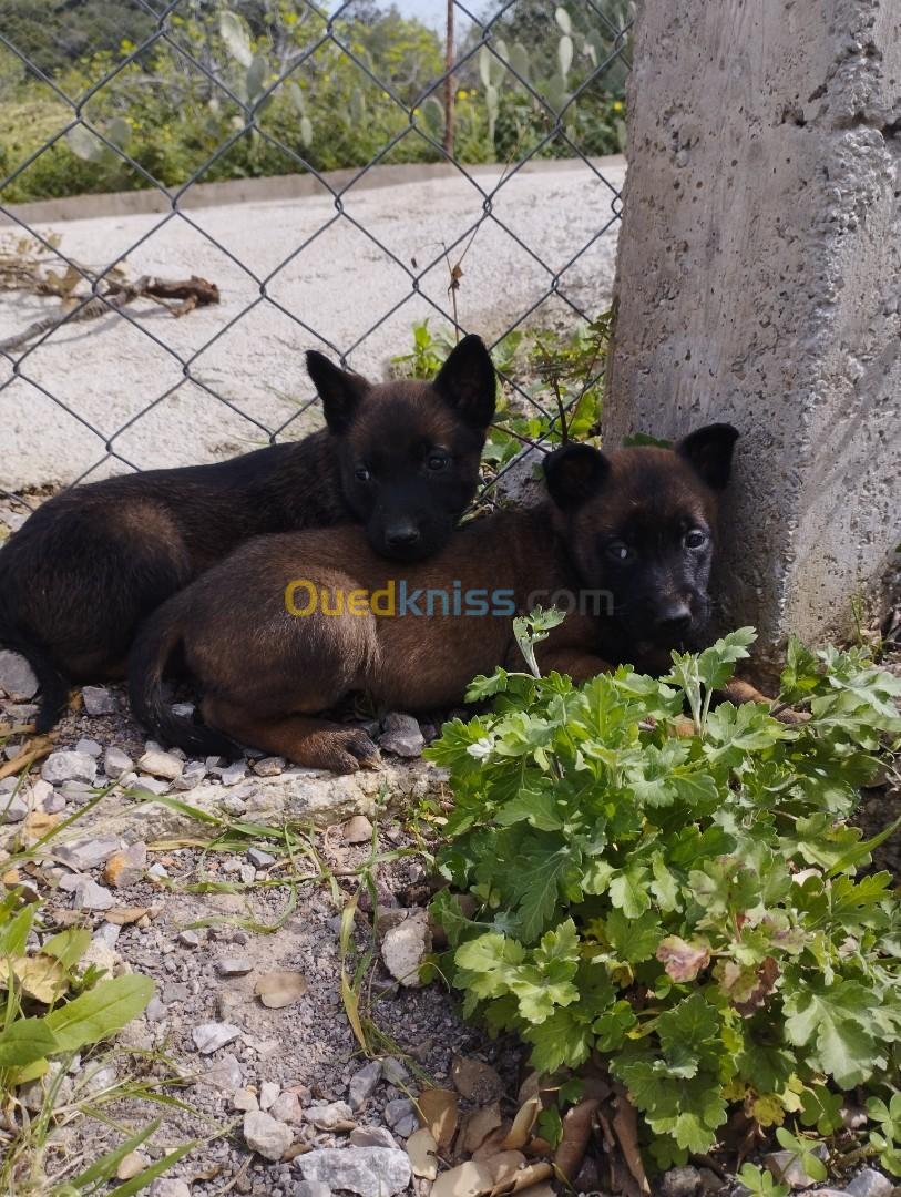 Chiots malinois charboné 