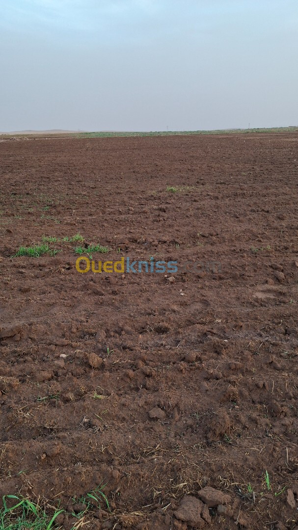 Vente Terrain Agricole Djelfa Ain oussara