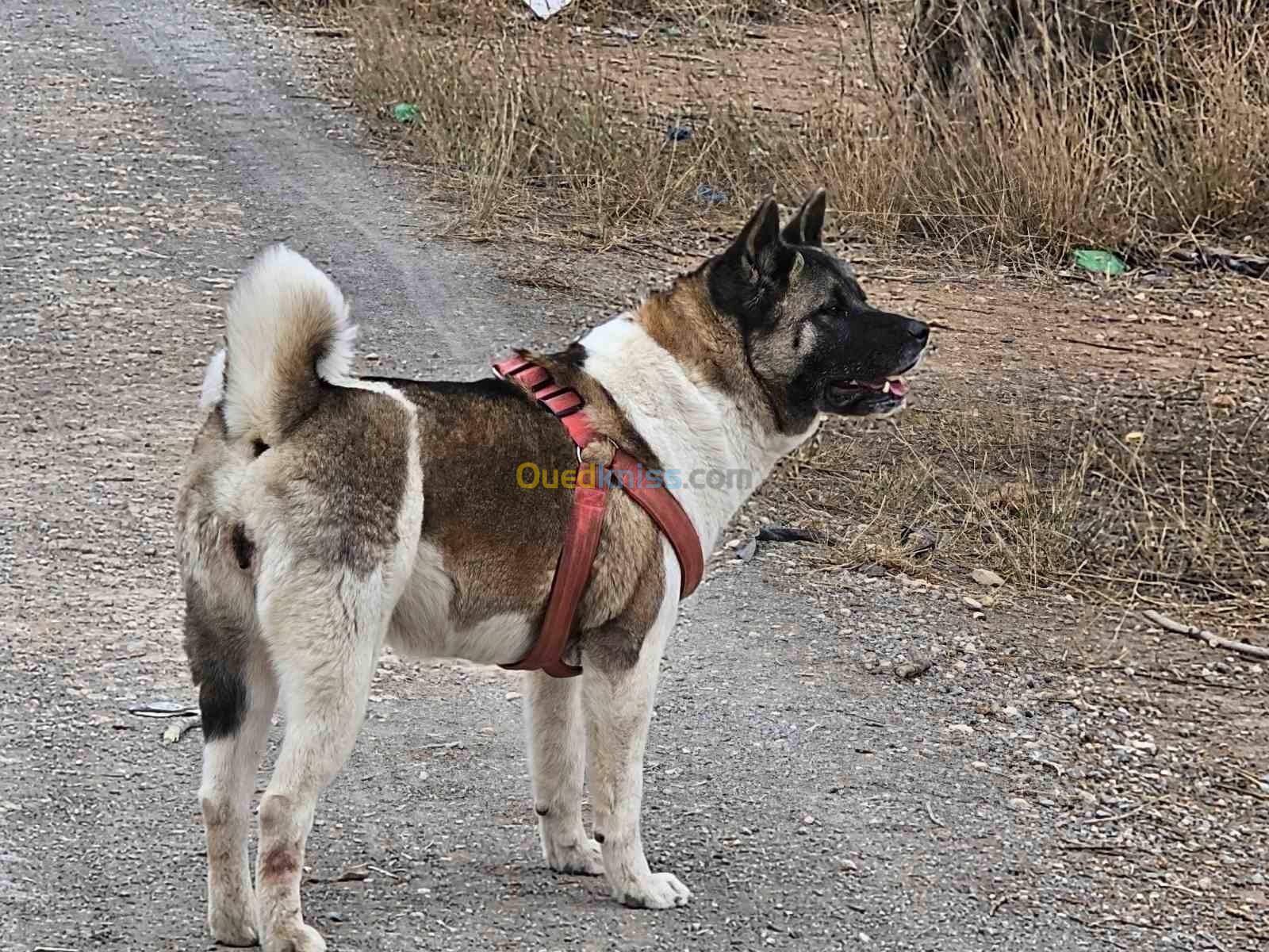 Akita américain 