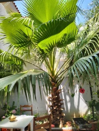 Washingtonia 