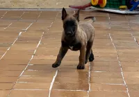 Male malinois