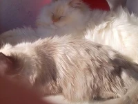 Chat persan chirazy