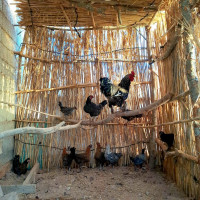 animaux-de-ferme-coq-brahma-poules-feyoumi-pondeuses-remchi-tlemcen-algerie