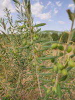 terrain-agricole-vente-msila-tamsa-algerie