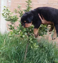 chiot rottweiler