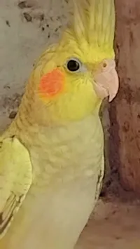 Calopsitte 