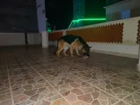 Berger allemand pedigree 17 mois